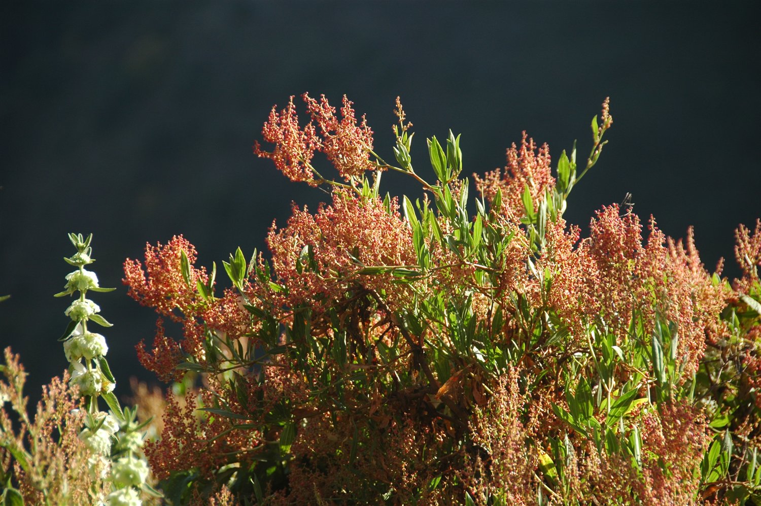 Rumex nurvulosa